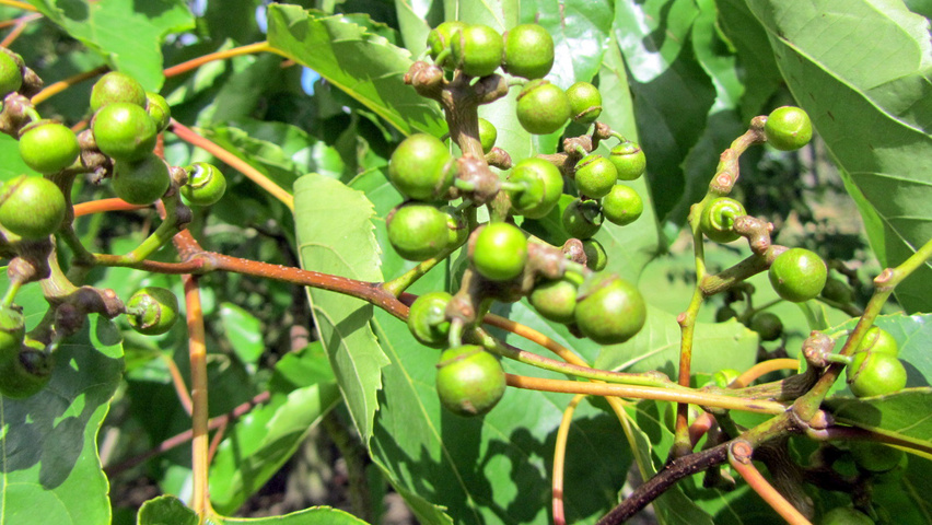 Hovenia dulcis плоды