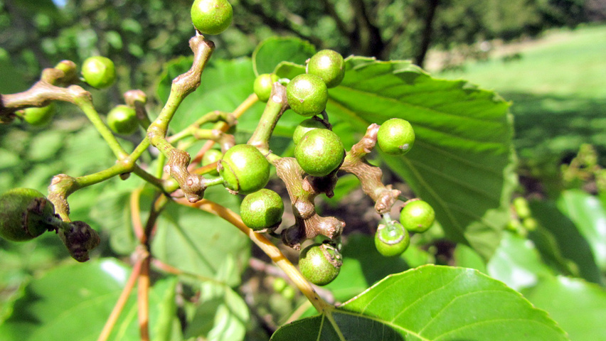 Hovenia dulcis плоды