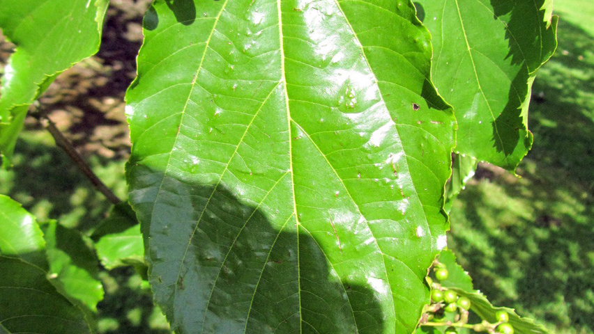 Hovenia dulcis плоды