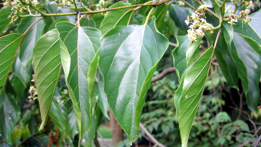 Hovenia dulcis листья