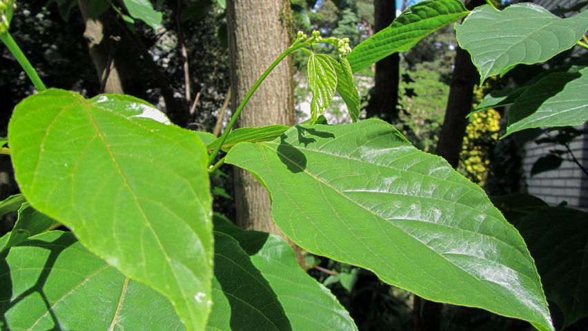 Hovenia dulcis листья