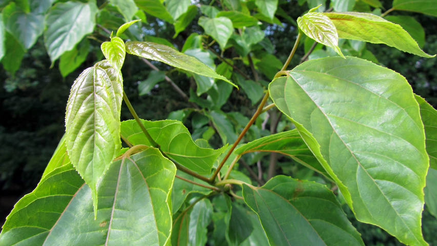 Hovenia dulcis листья