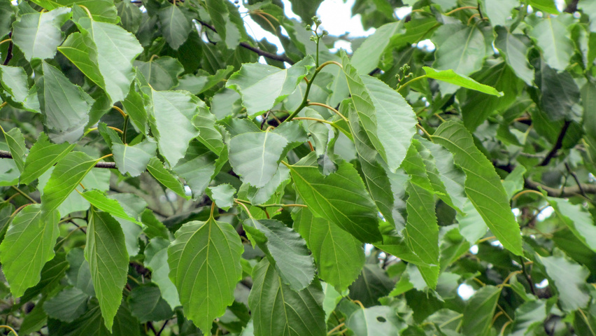 Hovenia dulcis листья