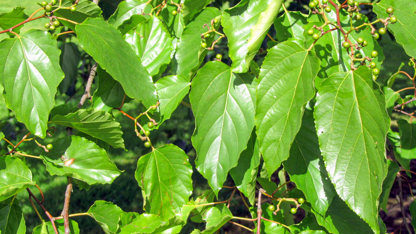 Hovenia dulcis листья