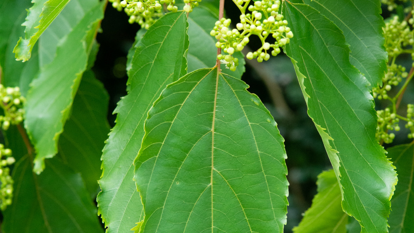 Hovenia dulcis листья