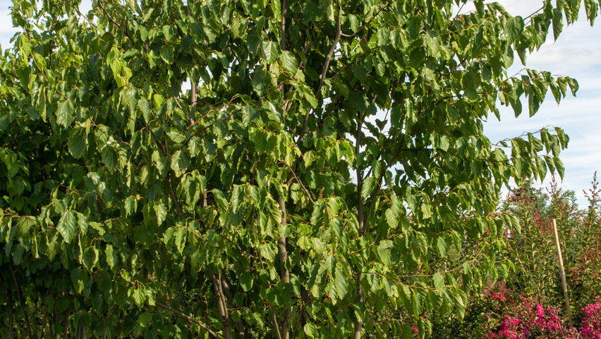 Hovenia dulcis Многоствольные деревья
