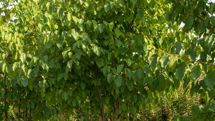Hovenia dulcis Многоствольные деревья