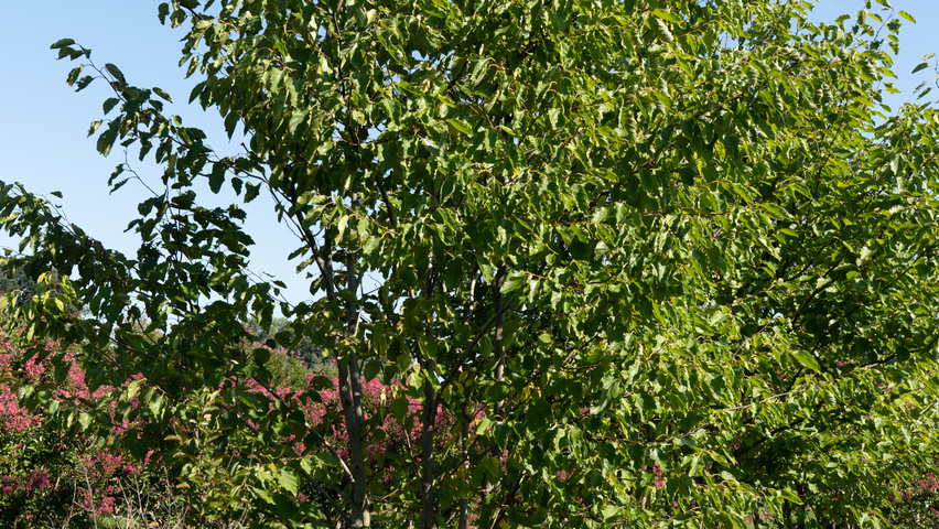 Hovenia dulcis Многоствольные деревья