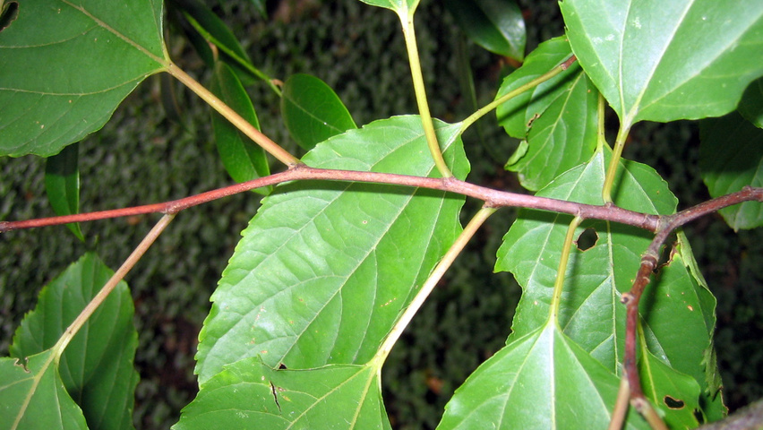 Hovenia dulcis ветви