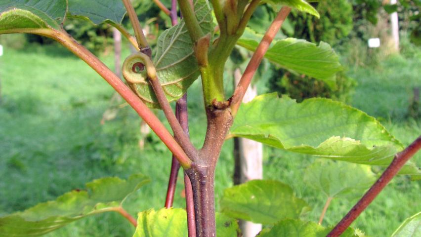 Hovenia dulcis ветви