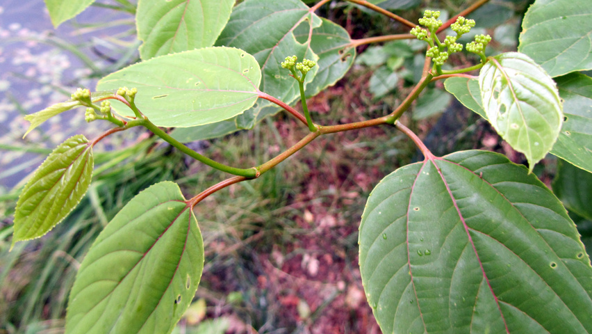 Hovenia dulcis ветви