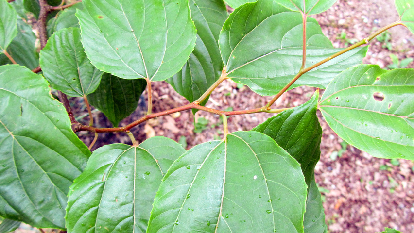 Hovenia dulcis ветви