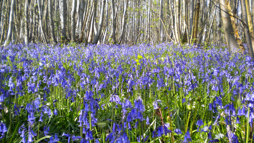 Hyacinthoides non-scripta kwiaty