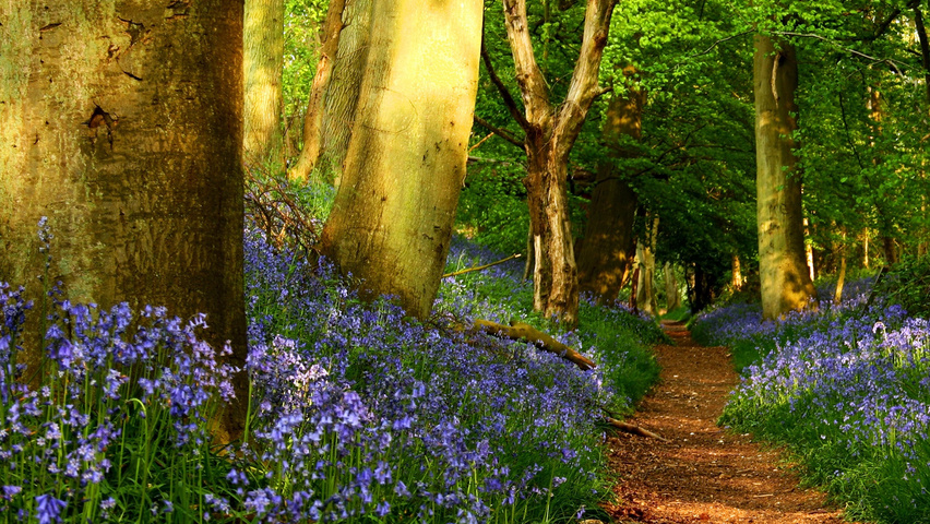 Hyacinthoides non-scripta kwiaty