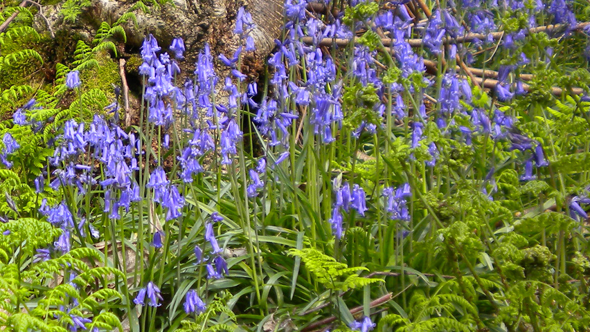Hyacinthoides non-scripta kwiaty