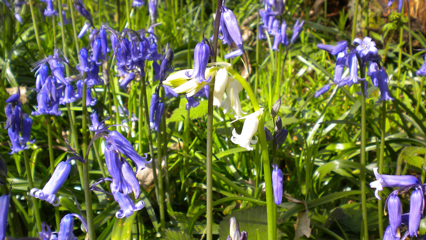 Hyacinthoides non-scripta kwiaty