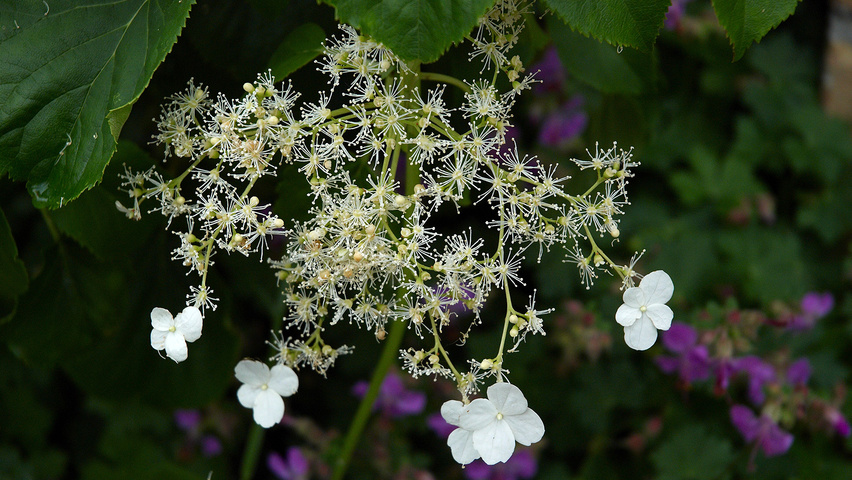 Hydrangea petiolaris  flowers