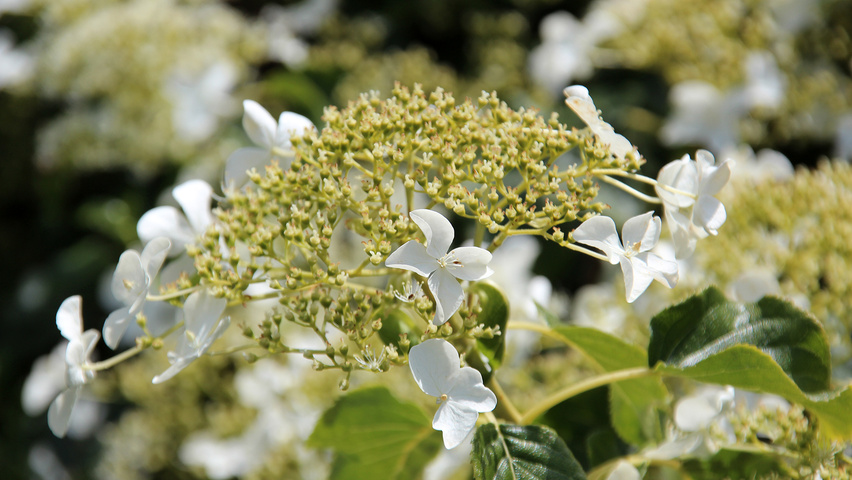 Hydrangea petiolaris  flowers