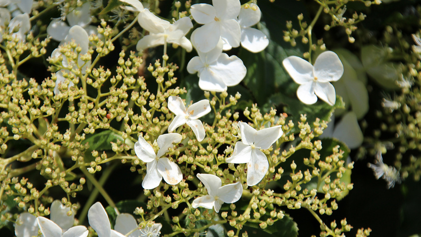 Hydrangea petiolaris  flowers