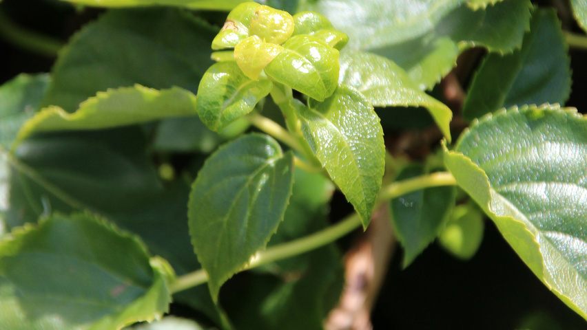 Hydrangea petiolaris  leaves