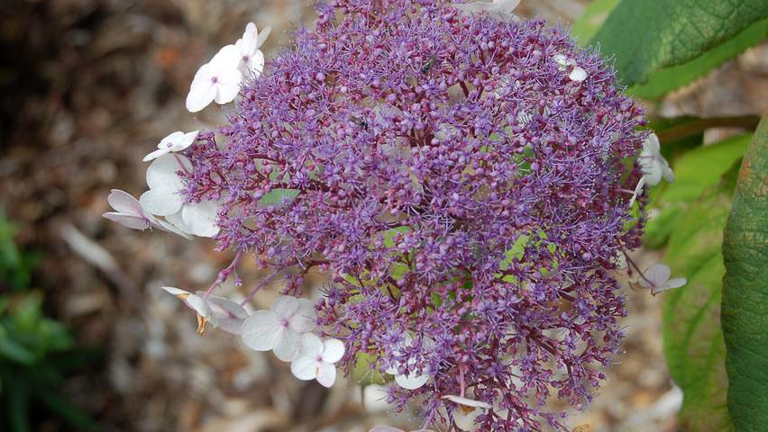 Hydrangea aspera 'Macrophylla' kwiaty