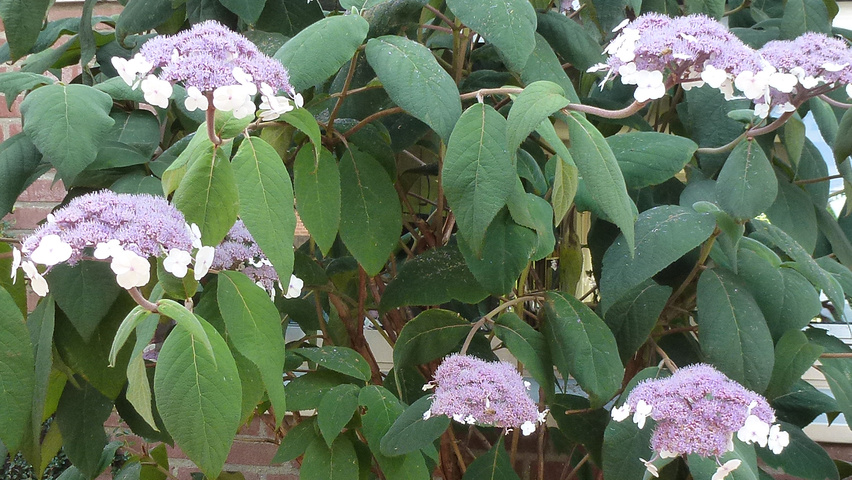 Hydrangea aspera 'Macrophylla' kwiaty