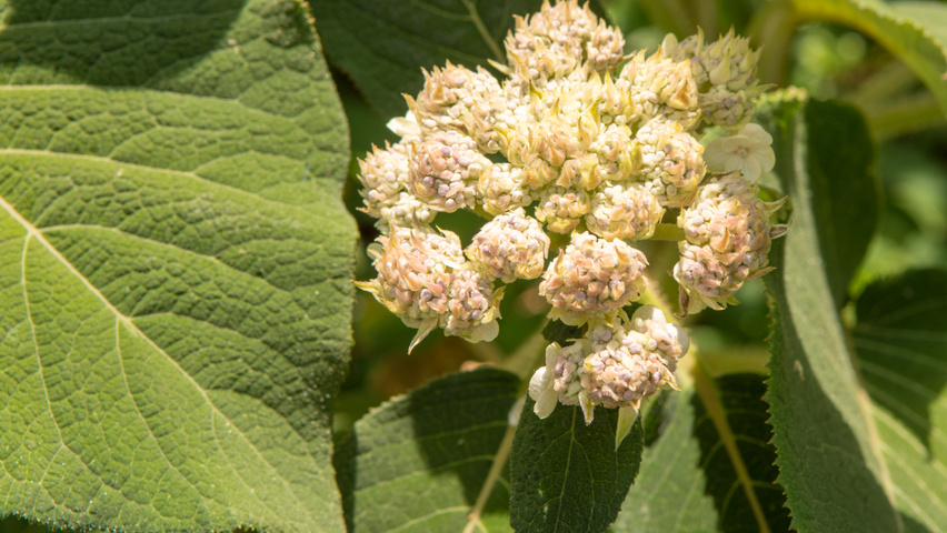 Hydrangea aspera subsp. sargentiana kwiaty