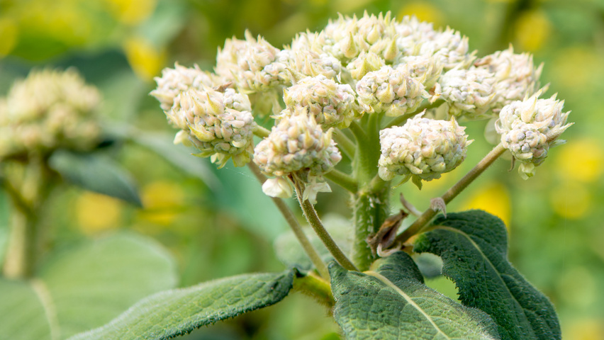 Hydrangea aspera subsp. sargentiana kwiaty