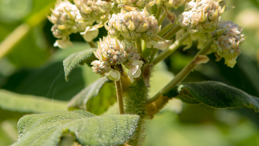 Hydrangea aspera subsp. sargentiana kwiaty