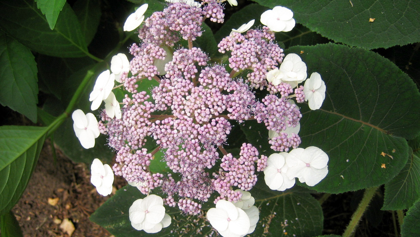 Hydrangea aspera subsp. sargentiana kwiaty