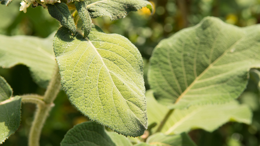 Hydrangea aspera subsp. sargentiana liście