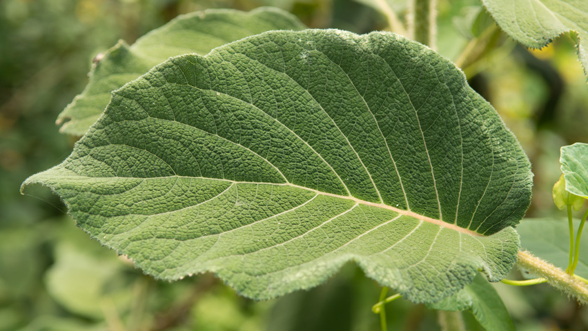 Hydrangea aspera subsp. sargentiana liście