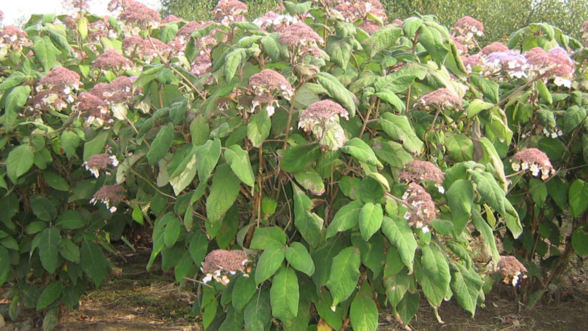 Hydrangea aspera subsp. sargentiana krzewy soliterowe