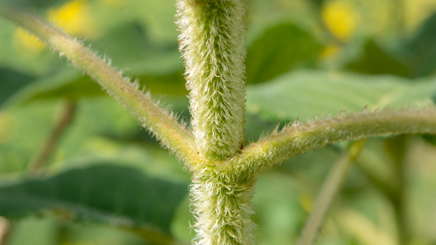 Hydrangea aspera subsp. sargentiana pędy