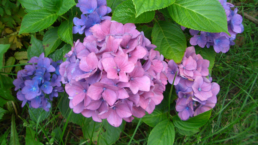Hydrangea macrophylla 'Bouquet Rose' Blumen
