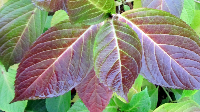 Hydrangea macrophylla 'Mariesii Perfecta' autumn leaves