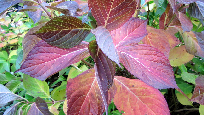 Hydrangea macrophylla 'Mariesii Perfecta' autumn leaves