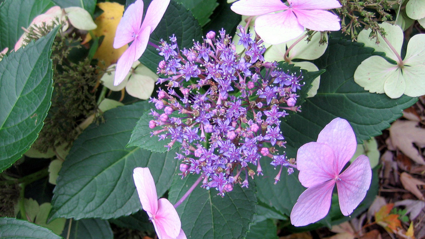 Hydrangea macrophylla 'Mariesii Perfecta' flowers