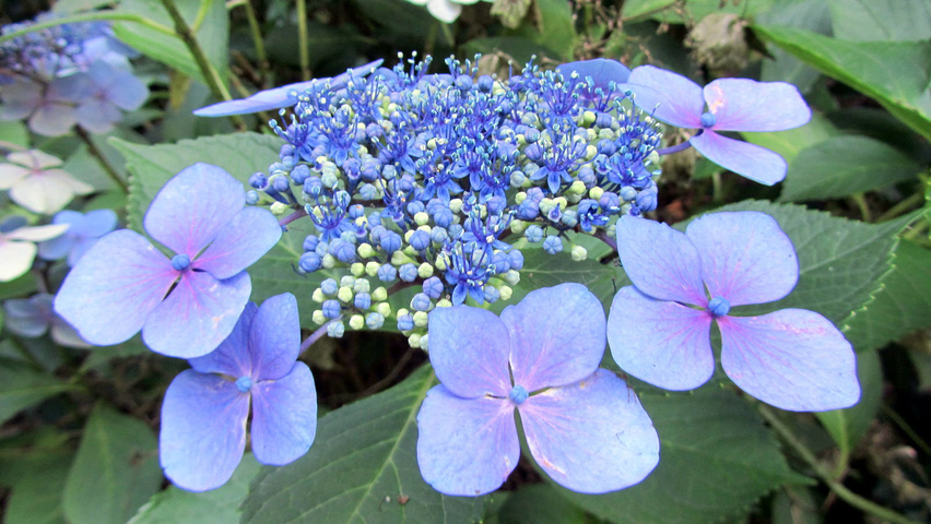 Hydrangea macrophylla 'Mariesii Perfecta' flowers