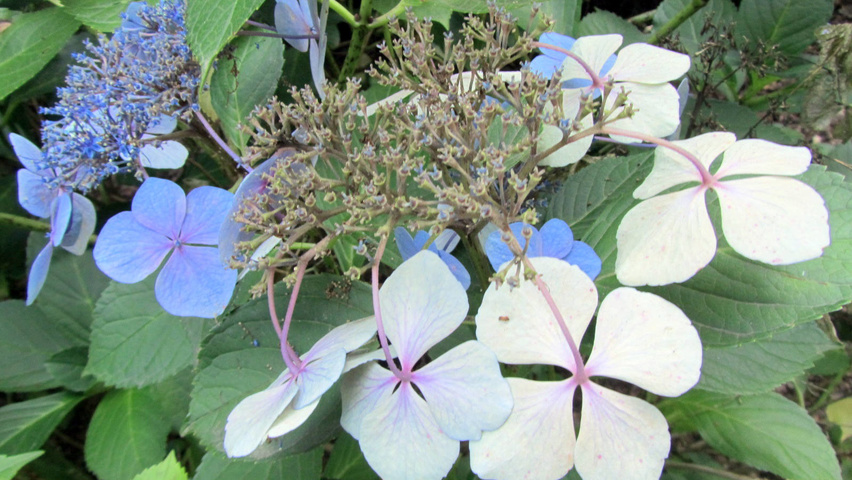 Hydrangea macrophylla 'Mariesii Perfecta' flowers