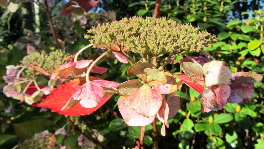 Hydrangea macrophylla 'Mariesii Perfecta' flowers