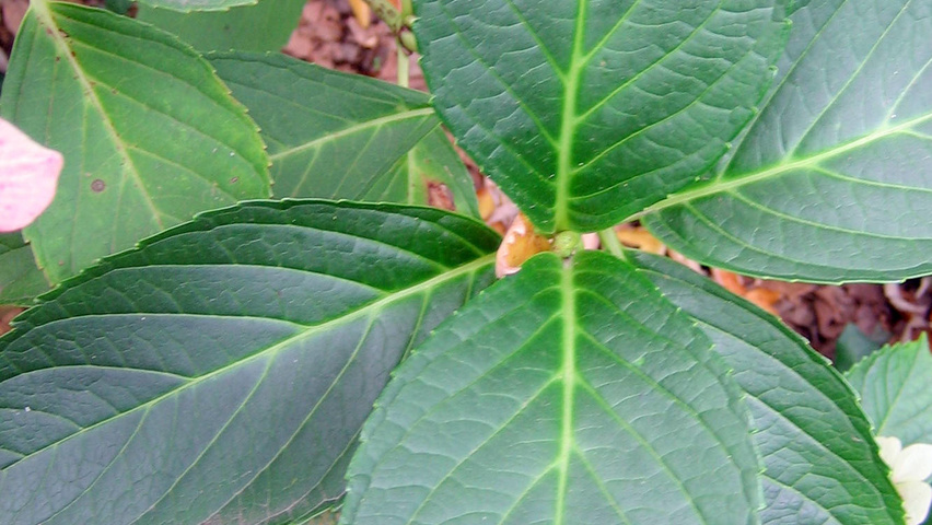 Hydrangea macrophylla 'Mariesii Perfecta' leaves