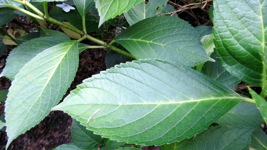 Hydrangea macrophylla 'Mariesii Perfecta' leaves