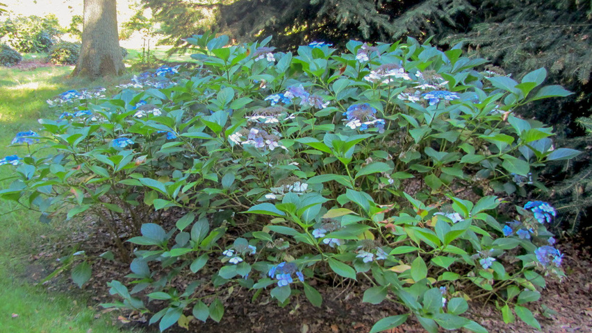 Hydrangea macrophylla 'Mariesii Perfecta' solitary shrubs