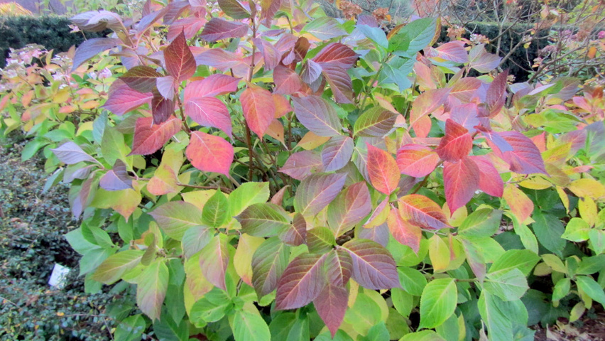 Hydrangea macrophylla 'Mariesii Perfecta' solitary shrubs