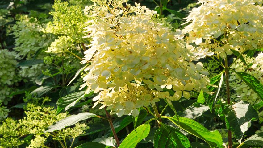 Hydrangea paniculata 'Kyushu' kwiaty
