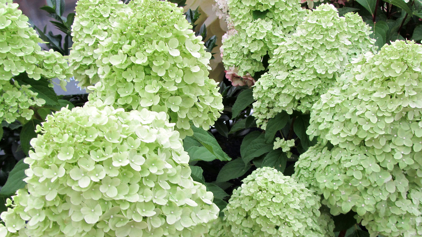 Hydrangea paniculata 'Limelight' flowers