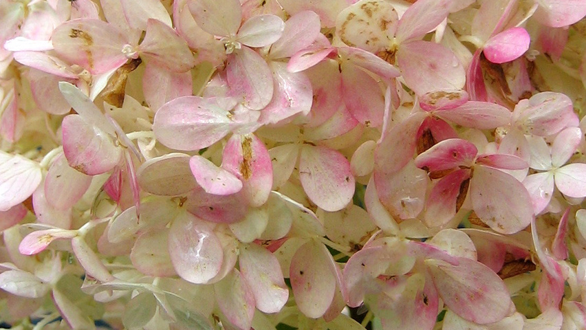 Hydrangea paniculata 'Limelight' flowers