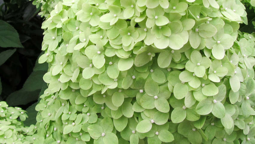 Hydrangea paniculata 'Limelight' flowers