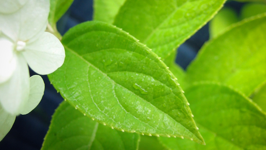 Hydrangea paniculata 'Limelight' leaves